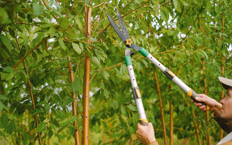 Tree trimming in Drummond, WI